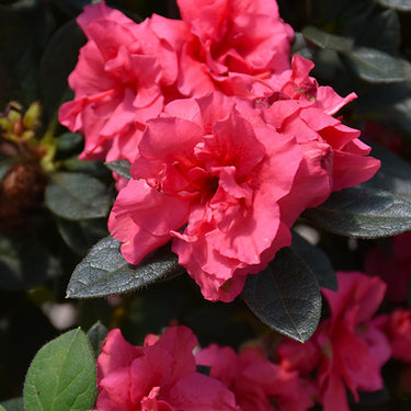 Encore® Autumn Rouge Azalea