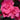 Bloom-A-Thon® Pink Double Azalea