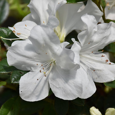 Encore® Autumn Ivory Azalea