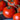 Slicer Tomato (Generic)