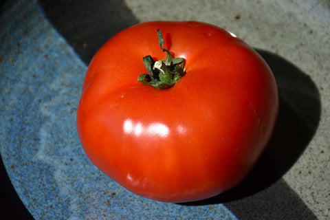 Bush Early Girl Tomato