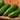 Jalafuego Hot Pepper