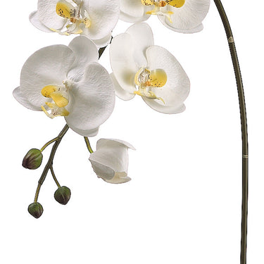 Faux Large Phalaenopsis Orchid Spray White/Yellow - 36 inch