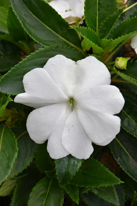 Super Sonic White New Guinea Impatiens