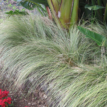 Variegated Japanese Sedge