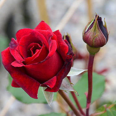 Don Juan Rose