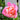 Chicago Peace Rose