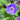 Rozanne Cranesbill