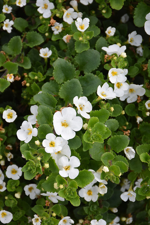 Scopia Gulliver White Bacopa