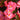 Big Leaf Begonia
