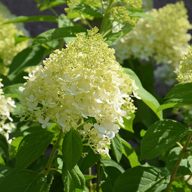 Limelight Hydrangea
