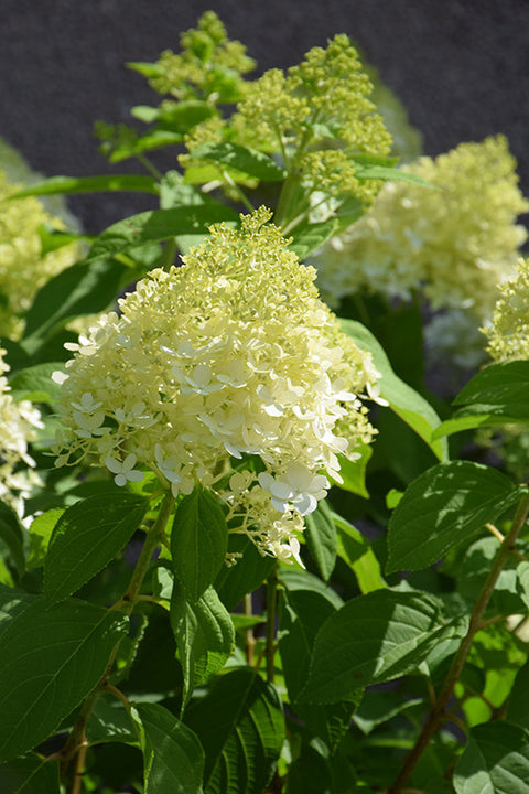 deciduous shrubs for shade flowering