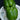 Better Bell Pepper