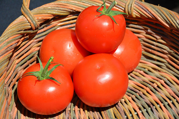 celebrity tomato plants in pots Celebrity Tomato – Pike Nursery