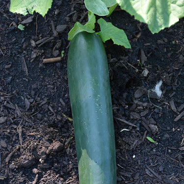 Straight Eight Cucumber