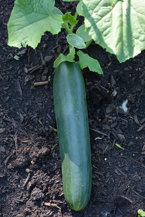 straight eight cucumber plant trellis Straight Eight Cucumber