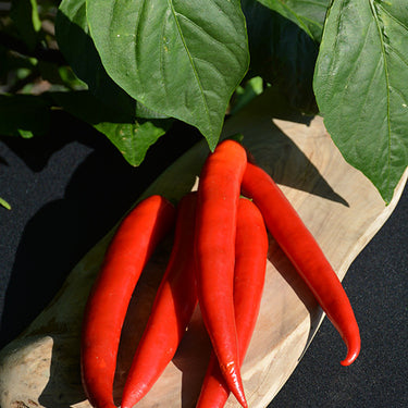 Super Chili Pepper