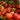 Habanero Pepper