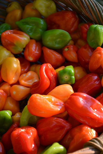 Habanero Pepper 6.5 inch