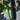 Dark Green Zucchini