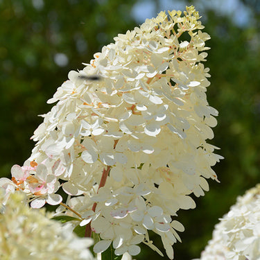 Vanilla Strawberry Hydrangea