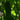 Bush Champion Cucumber