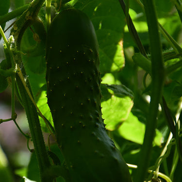 Bush Champion Cucumber