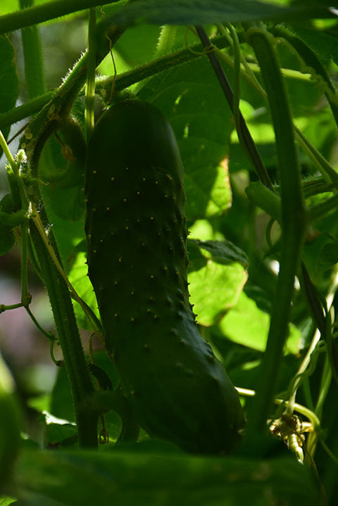 Bush Champion Cucumber