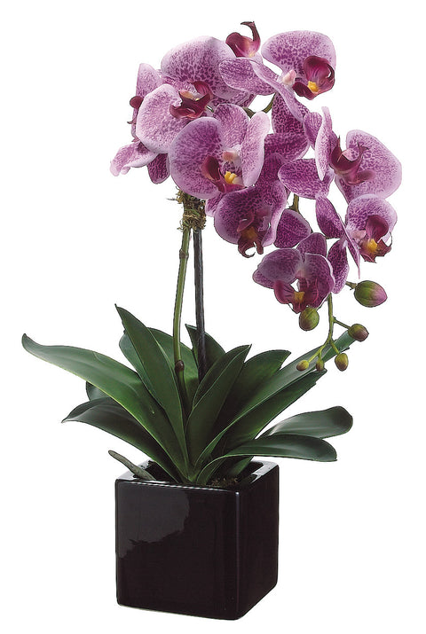 Faux Phalaenopsis Orchid Plant in Ceramic Pot Two Tone Violet - 20 inch