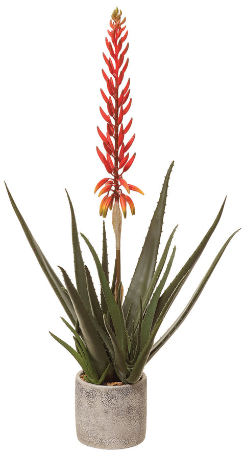 Faux Blooming Agave Plant in Cement Pot Green/Red - 30 inch