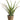 Faux Soft Agave in Paper Mache Pot Green - 11 inch
