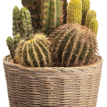 Faux Cactus Garden in Cement Pot Green - 11.5 inch