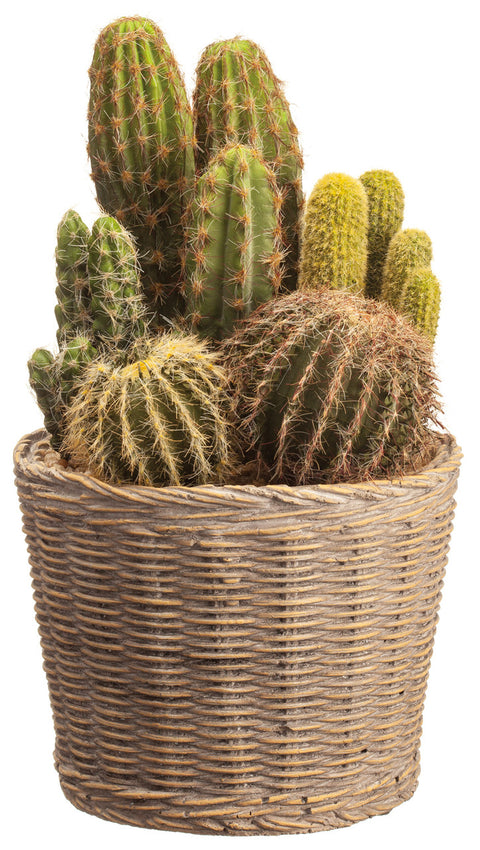 Faux Cactus Garden in Cement Pot Green - 11.5 inch