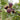 LSU Purple Fig