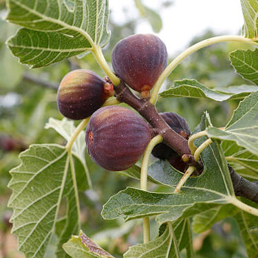 LSU Purple Fig