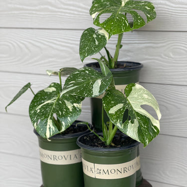 Monrovia Monstera 'Thai Constellation'