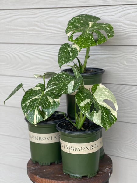 monstera tripidi Monrovia Monstera 'Thai Constellation' – Pike Nursery