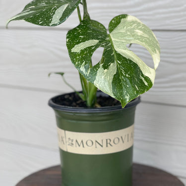 Monrovia Monstera 'Thai Constellation'