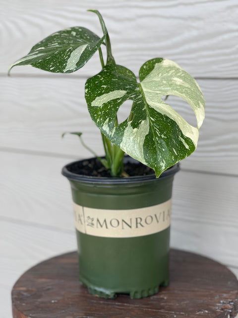 monstera thai constellation near me Monrovia Monstera 'Thai Constellation'