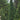 North Pole® Arborvitae - Monrovia