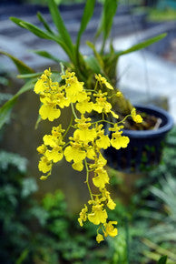 Dancing Lady Orchid