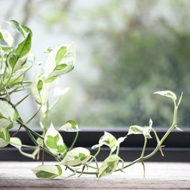 Pearl And Jade Pothos