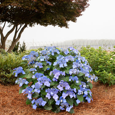 Pop Star Hydrangea