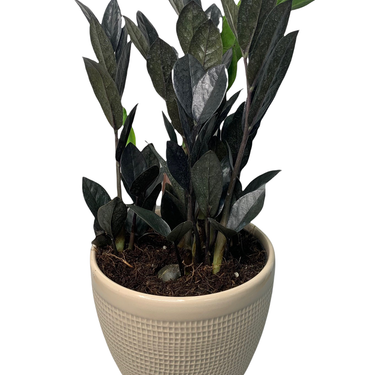 Raven ZZ Plant