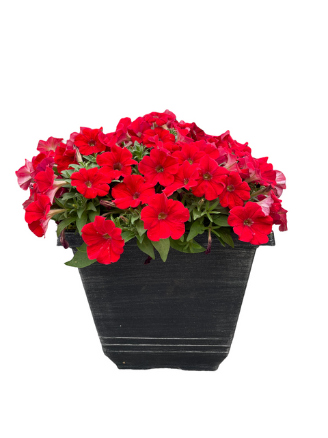 Petunia Patio Pot - 13 inch