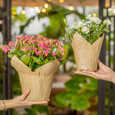 Natural Carta Foil Pot Cover - 6 inch