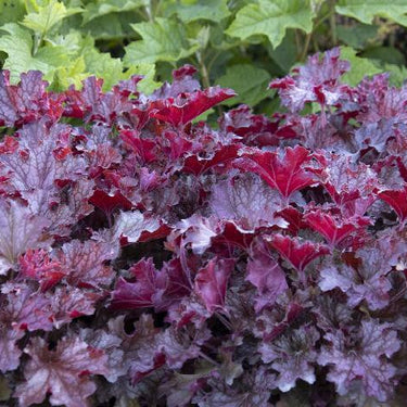 Ruby Tuesday Heuchera - Monrovia