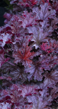 Ruby Tuesday Heuchera - Monrovia