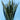 Black Coral Snake plant (Sansevieria)