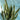 Snake plant (Sansevieria Zeylanica)